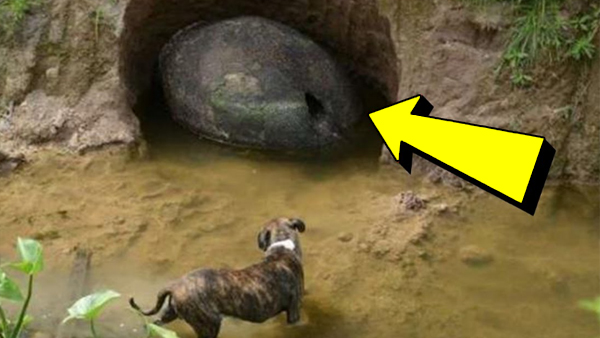 10 konstiga saker människor hittat på tomten