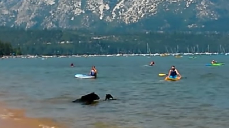 Badgästerna får sin livs chock när de tittar mot strandkanten - det här är helt otroligt