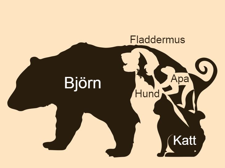 Det finns fem olika djur i den här bilden. Lyckas du hitta alla inom 15 sekunder? Svaret!