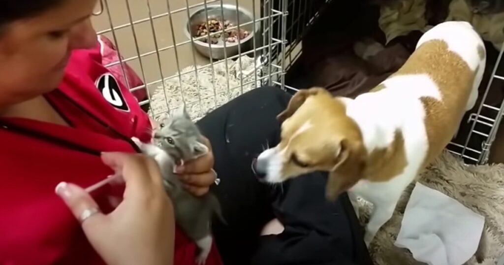 Djurskötaren försöker mata den hemlösa kattungen - se bara vad hunden gör då