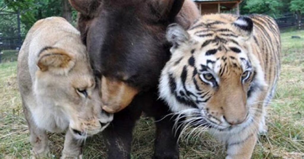 Ett lejon, en björn och en tiger räddades från knarkkartellen - deras vänskap berör hela Internet