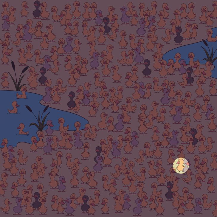 Kan du hitta den gömda kycklingen bland alla ankor? Svaret!