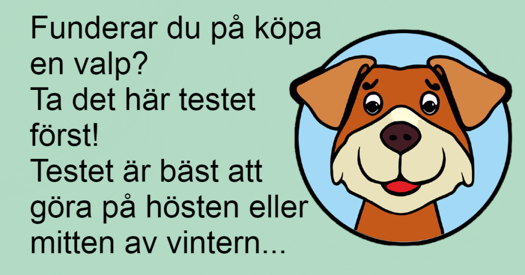 För alla valpköpare - gör det här testet innan du köper en valp