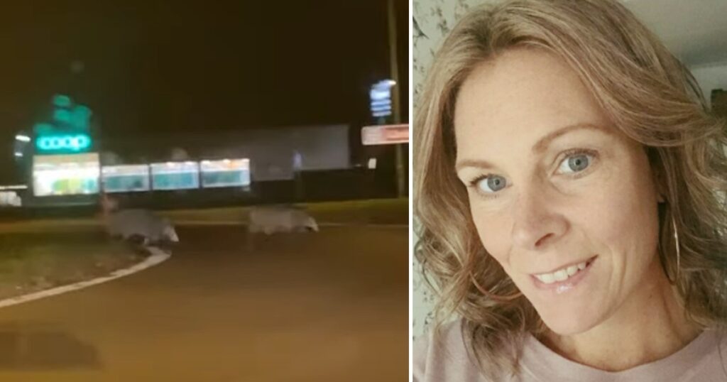 Hon får syn på två enorma vildsvin i en rondell - det hon säger på grov västgötska får hela Sverige att skratta rakt ut