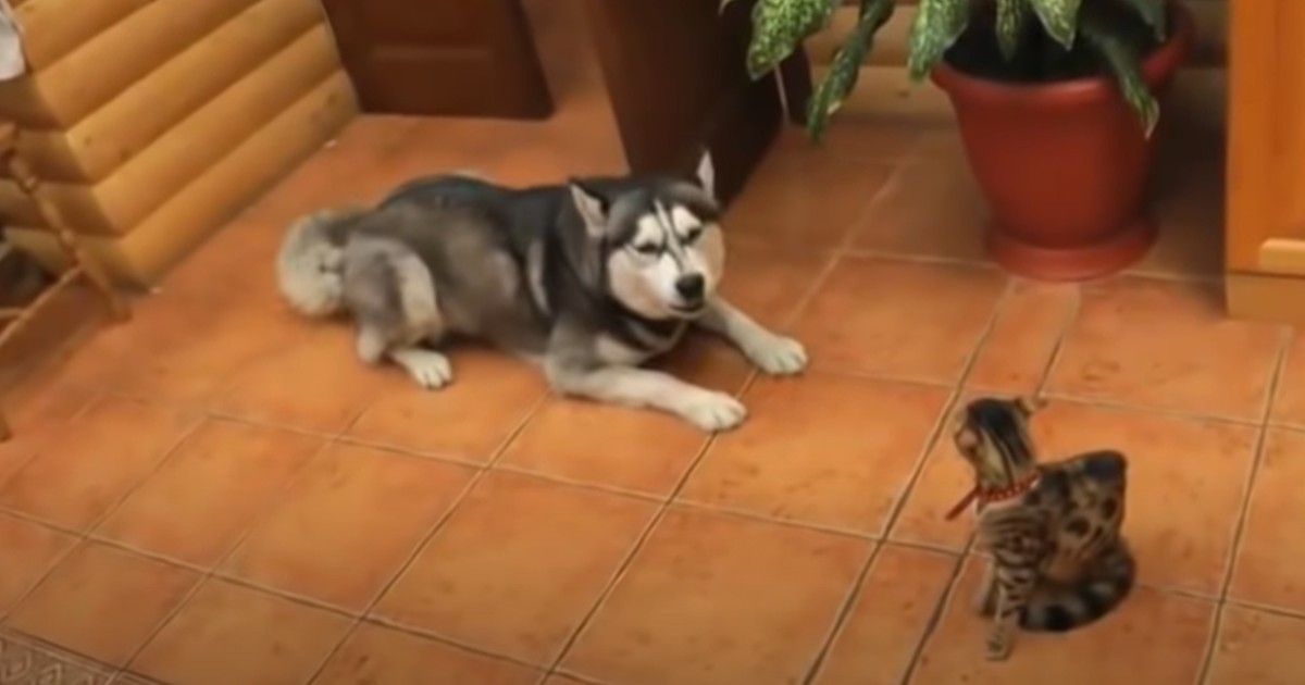 Hunden försöker bli kompis med katten - och hela nätet viker sig dubbelt av skratt