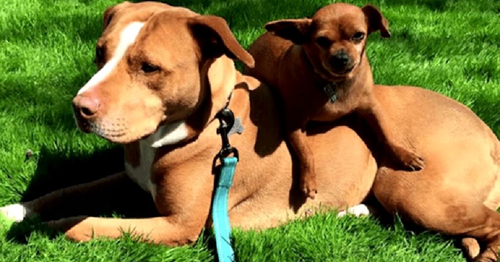 Hunden vägrar att släppa sin vän - och hans taktik är helt fantastisk