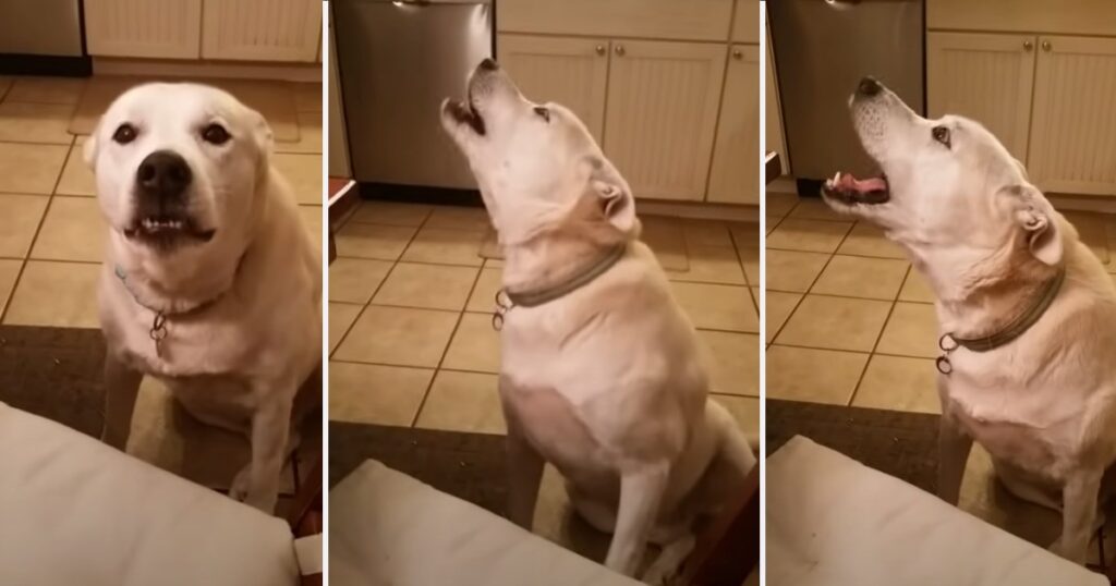 Hunden ville berätta något för sin matte - lyssna noga på detta och försök att hålla dig för skratt