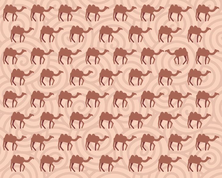 Kan du hitta kamelen som inte följer de andra inom 15 sekunder?