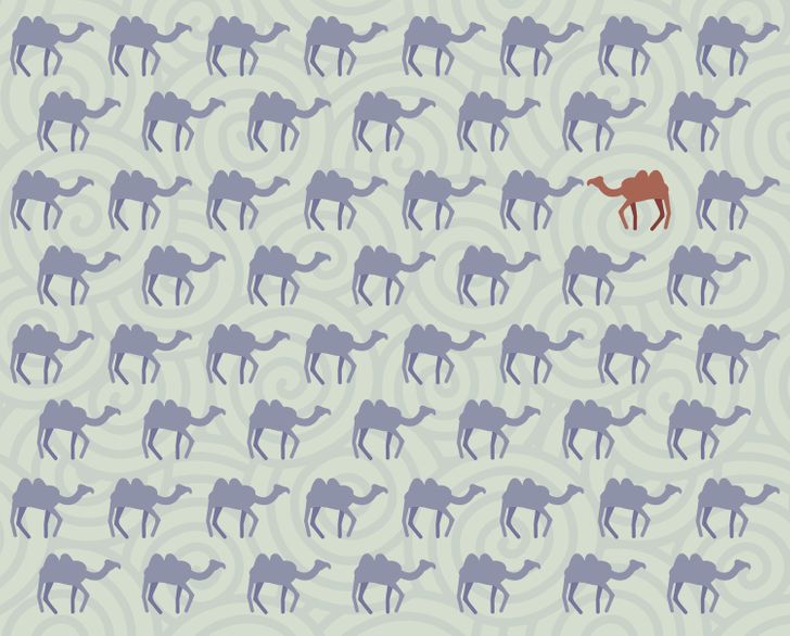 Kan du hitta kamelen som inte följer de andra inom 15 sekunder? Svaret!