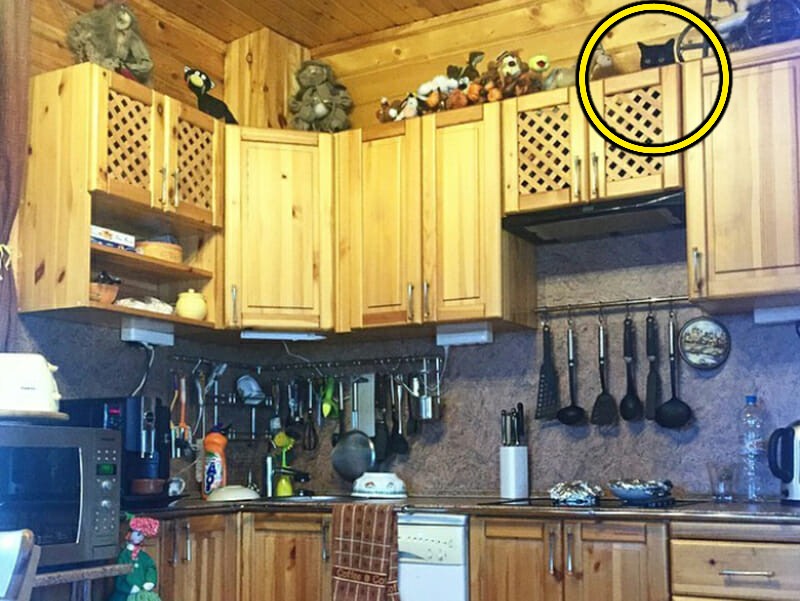 Utmaningen: Kan du hitta katten i den här bilden? Svaret!