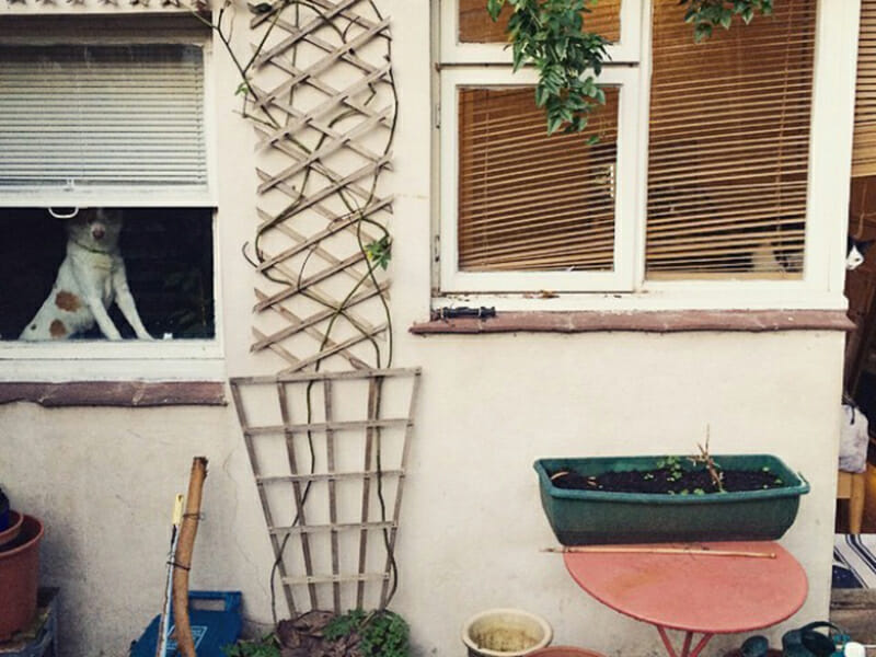 Utmaningen: Kan du hitta katten inom 15 sekunder?