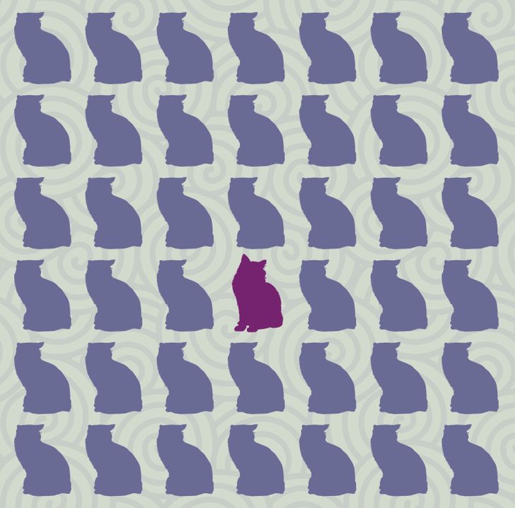 Kan du hitta den udda katten inom 15 sekunder? Svaret!