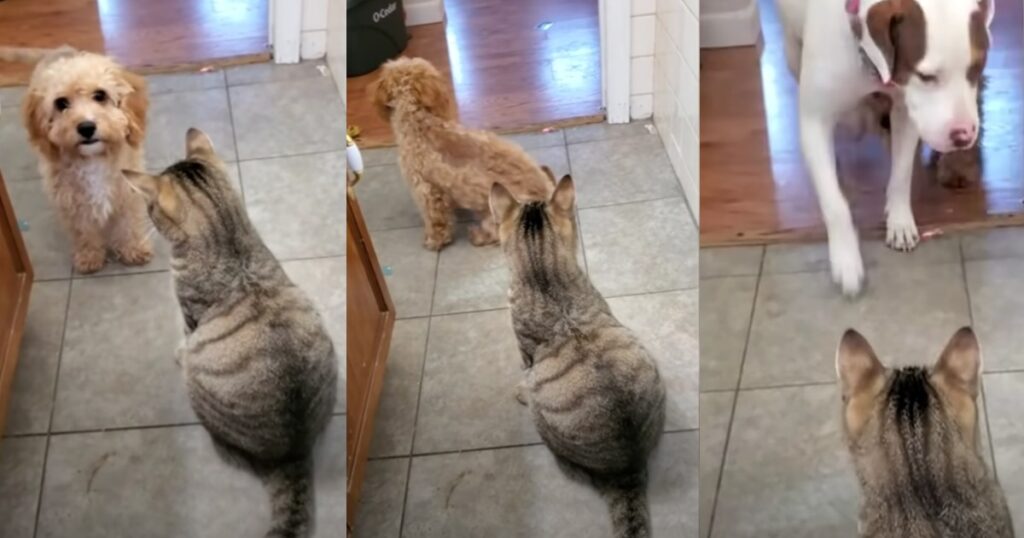 Katten Marvin vill inte att hunden Louis ska passera badrummet - se bara den uppenbara lösningen i slutet