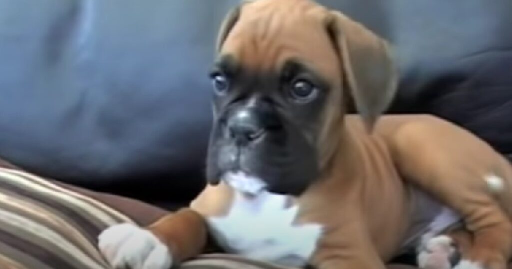 Se valpens underbara reaktion när han hör mattes röst i telefonen