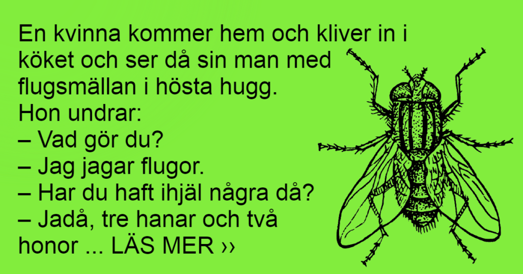 Skillnaden på hon-flugor och han-flugor - och vi kan inte sluta skratta