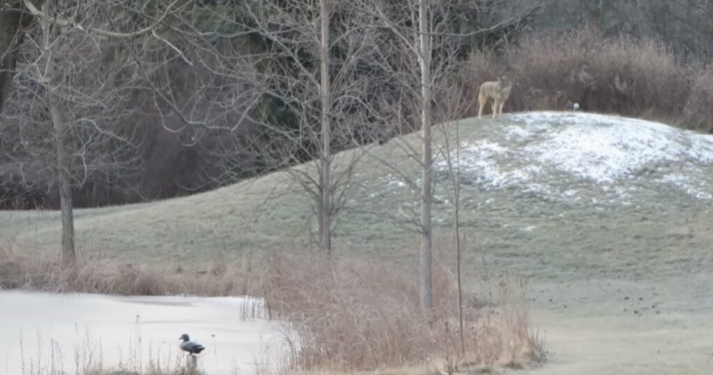 Vargen springer omkring på grannens tomt - du kan aldrig gissa vad den håller på med