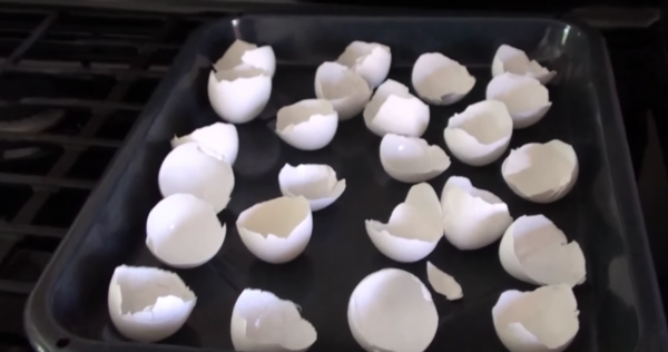 Läs det här så kommer du nog aldrig att kasta äggskal i soporna igen - Steg 3